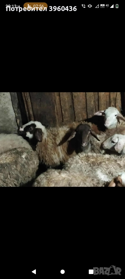 продавам коч и агнета , снимка 1