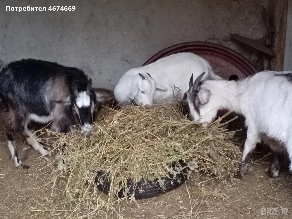 Две кози за продан, снимка 1
