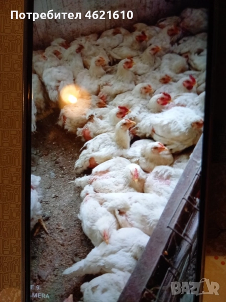 Пилета и Юрдечки, снимка 1