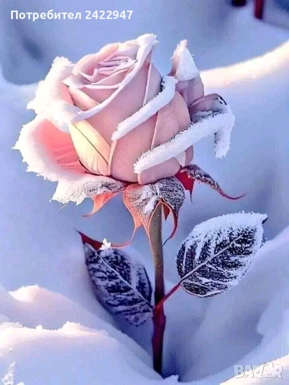 Частни уроци по немски език , снимка 1