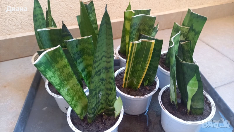 ПОСЛЕДНИ Сансевиера Трифасциата , снимка 1