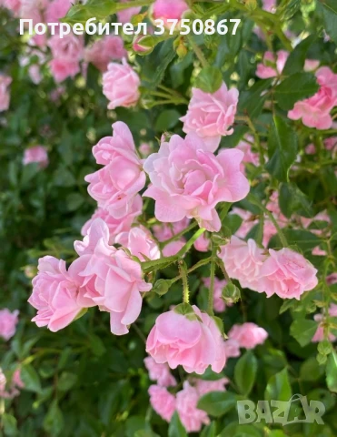 🌹 Нискостъблени рози – красота през цялото лято, снимка 6 - Градински цветя и растения - 51029261