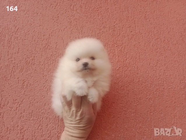 Померани. Момиче и момче. Реални снимки от 08.02.26 г, снимка 7 - Померан - 53324281