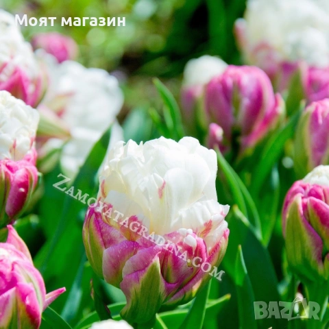 Сладоледено лале, снимка 10 - Градински цветя и растения - 53641313