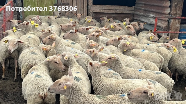 Продавам овце мутон шароле