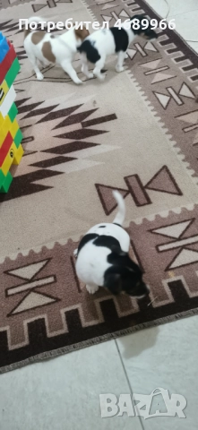 Джак ръсел малък, снимка 9 - Джак ръсел териер - 52874871