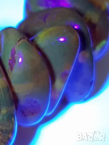 Балтийска кехлибарена огърлица. 💯 % ОРИГИНАЛ AMBER !, снимка 10 - Колиета, медальони, синджири - 49204454