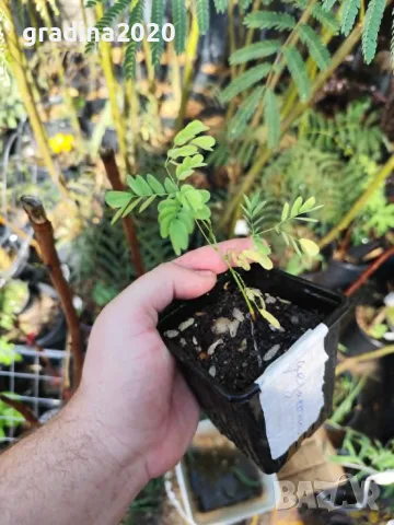 Цезалпиния пулхерима – Caesalpinia pulcherrima, снимка 9 - Разсади - 55863597