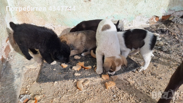 Подаряват се 6 малки кученца. , снимка 7 - Други - 53010116