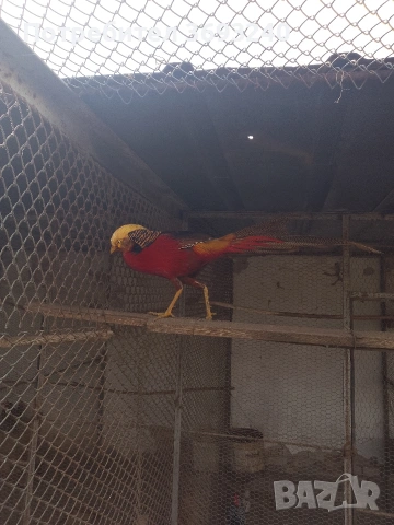 Продавам фазани ., снимка 3 - други­ - 53767080