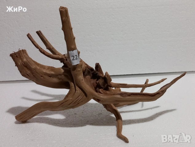 Корен от Азалия /декорация/ 22