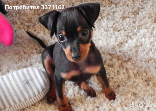 мини пинчер 