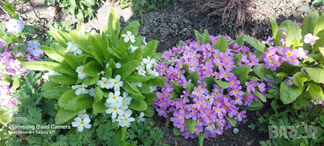 Продавам стари сортове иглики , бяла , розова и лилава, снимка 3 - Градински цветя и растения - 44752179