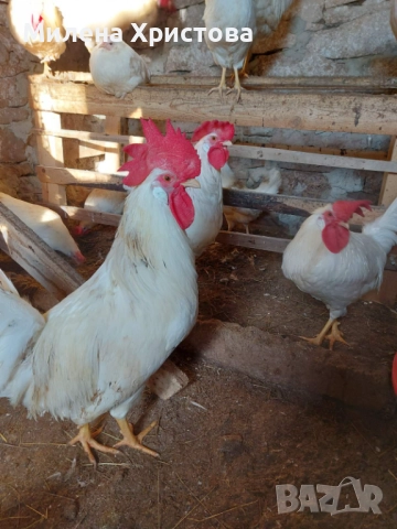Продавам петли бял легхорн, снимка 5 - Кокошки и пуйки - 52964715