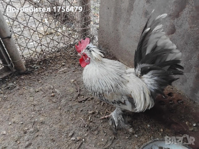 Бреговски петлета , снимка 4 - Кокошки и пуйки - 53218197