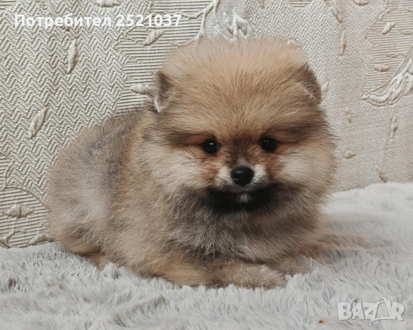 Мини померанчета момиченца и момченца, снимка 8 - Померан - 53174536