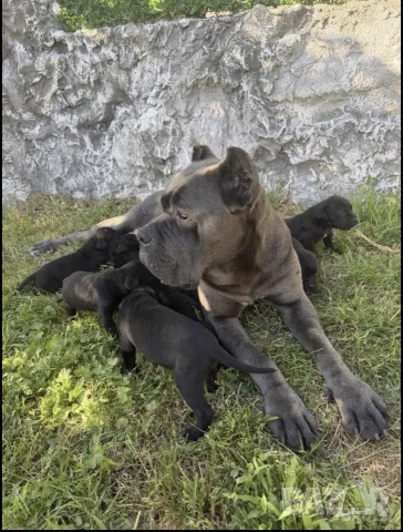 Кане Корсо на 2 месеца, снимка 5 - Кане корсо - 55316254
