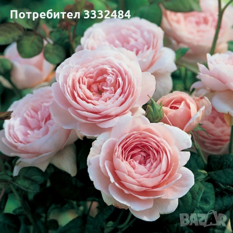 Роза 19