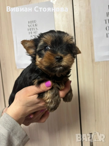 Женско йорки, снимка 3 - Йоркширски териер - 53797857