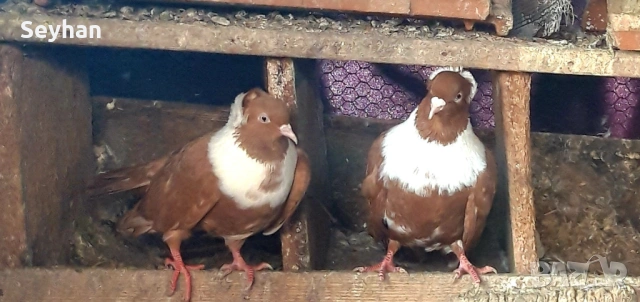 Гълъби , снимка 2 - Гълъби - 53102034