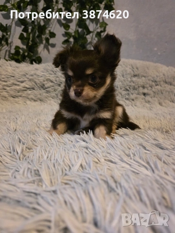 чихуахуа момченца , снимка 5 - Чихуахуа - 53389470