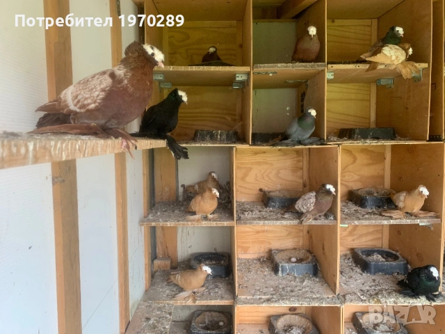 Саксонски Свещеници, снимка 3 - Гълъби - 53690361