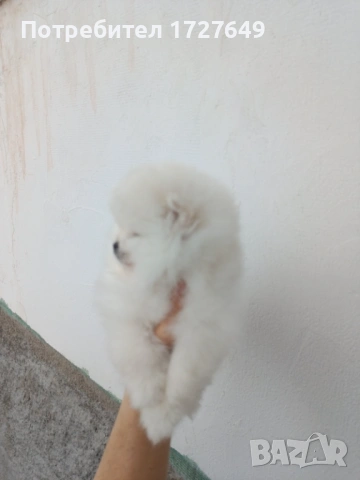 Померан-момче