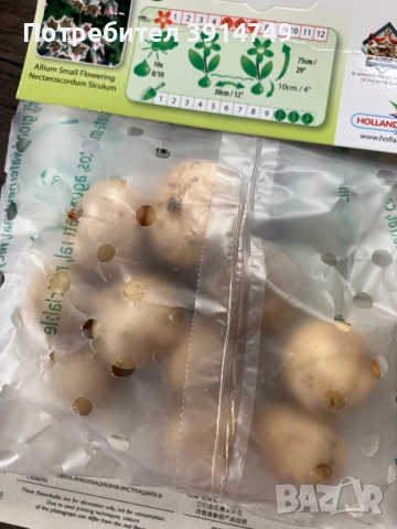 Едри, силни луковици САМАРДАЛА, за есенно засаждане 10 бр пакет, снимка 2 - Сортови семена и луковици - 51856317