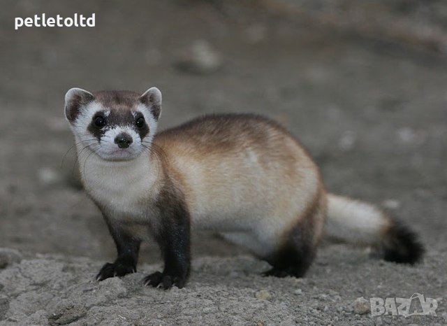 Капан за хуманно залавяне на лисица (тип клетка) с отделение за жива примамка, 100% ефективност, снимка 7 - За птици - 41043037