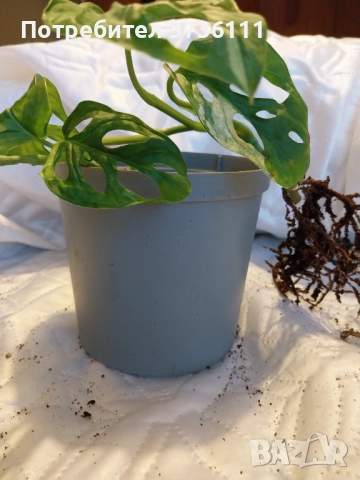 Монстера Адансони Ауреа