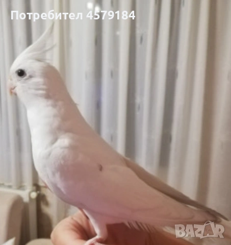 папагал корела бяла 