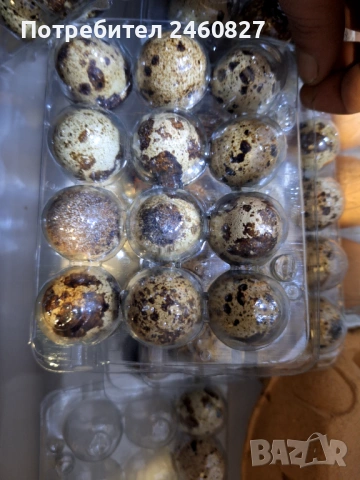 Домашни пъдпъдъчи яйца, снимка 2 - Кокошки и пуйки - 53405832