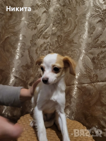 чихупинчер, снимка 3 - Пинчер - 52591528