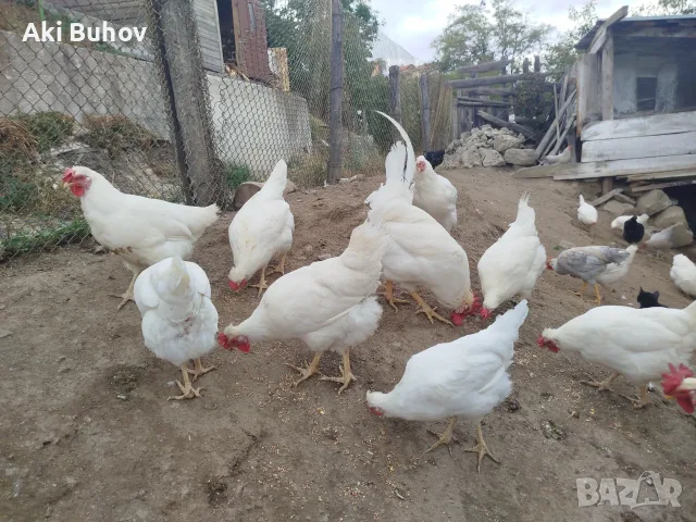 Сини яйца от бял Легбар , снимка 6 - Кокошки и пуйки - 56330419
