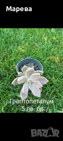 Цветя микс,външни основно и някои вътрешни. Цени на снимки , снимка 7 - Други - 47358248