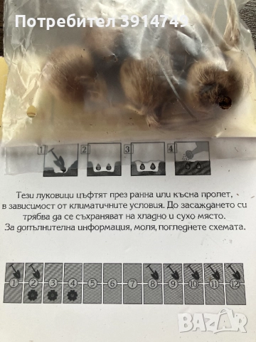 Едри, силни луковици Шафран, за есенно засаждане 5 бр пакет, снимка 2 - Сортови семена и луковици - 51856440