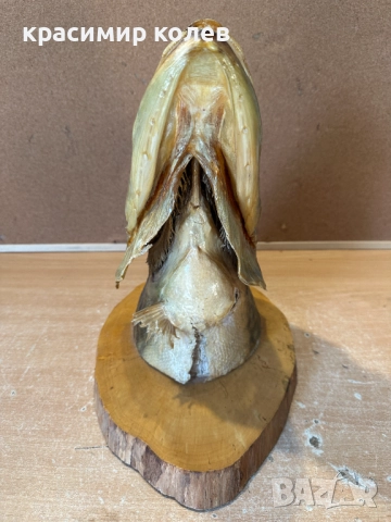 голяма препарирана глава на щука/сувенир за стена/, снимка 3 - Декорация за дома - 52898619