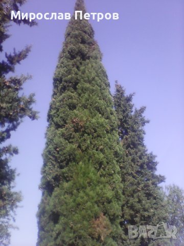 Дърво кипарѝс (Cupressus sempervirens)