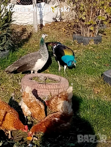 1 женски и 1 мъжки паун, снимка 4 - други­ - 53214236