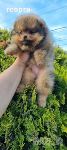 Померан померанче, снимка 6 - Померан - 41146198