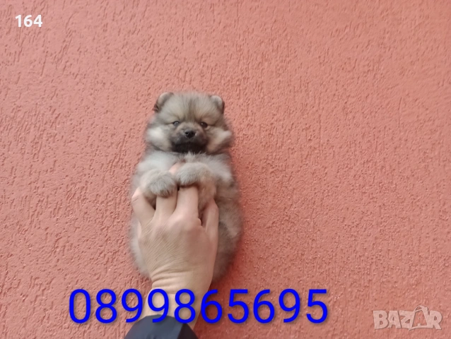 Мъжки Померани. Снимки от 18.02.26 г. , снимка 6 - Померан - 53519345