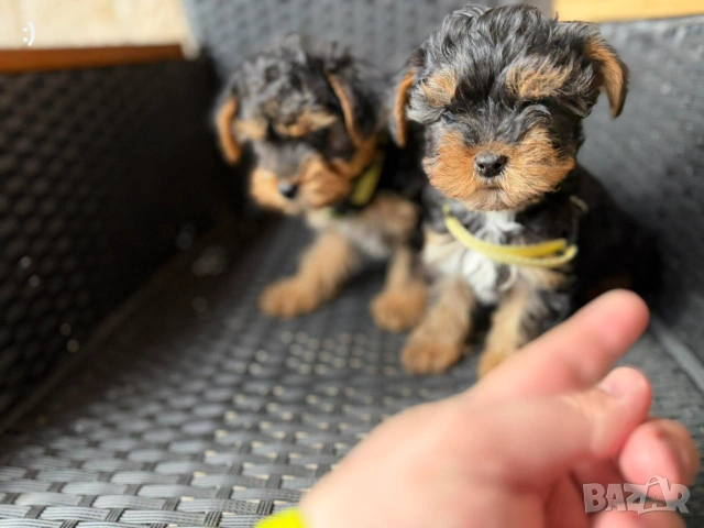 Йоркширски териер Актуално от 6.2.2026