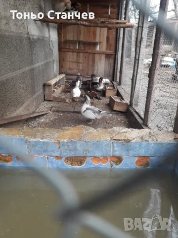 пакета.мандаринки, снимка 2 - други­ - 55976385
