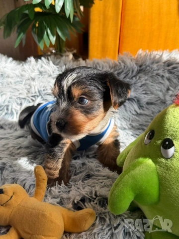 Йоркширски териер бийвър , снимка 7 - Йоркширски териер - 53753628