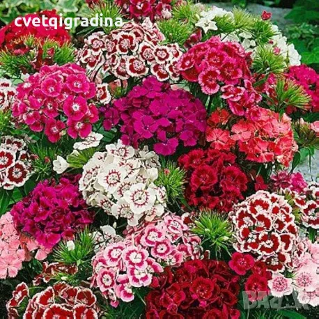Dianthus barbatus-Брадат карамфил