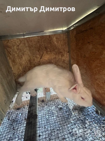 Зайци за месо и разплод, снимка 7 - Други - 50191126