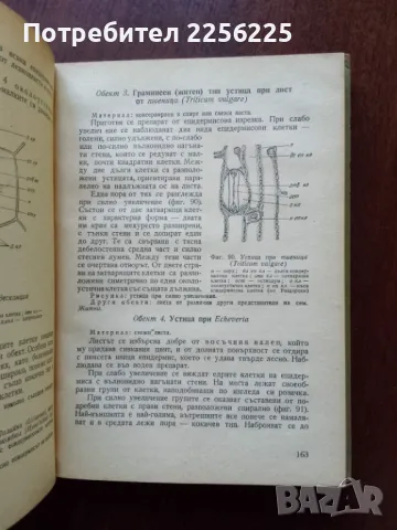 Практическо ръководство по анатомия и морфология на растенията , снимка 7 - Специализирана литература - 50427519