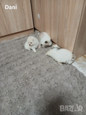 Mini Pomeran , снимка 7 - Померан - 52868566