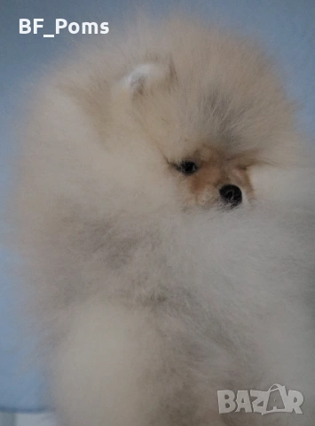 Страхотно момченце померан с родословие FCI, снимка 4 - Померан - 52918943