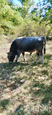 Телета, бици, снимка 2 - Крави - 52205533